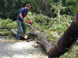 Best Palm Tree Trimming  in Wade Hampton, SC