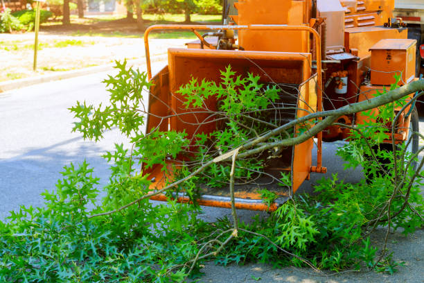 Best Grass Overseeding  in Wade Hampton, SC